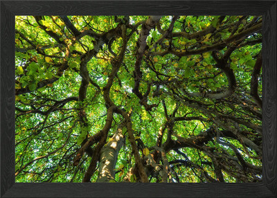 Alter Baumhimmel gerahmt Wandbild Poster Leinwanddruck Bild