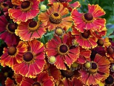 Helenium 'Autumnale Mix' Perennials/Autumn Coloured Flower. 20 Seeds
