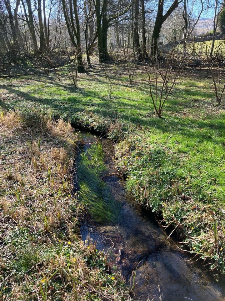 0.5ha Woodland. Yorkshire Dales National Park. Alder, Oak, Rowan, Holly, Hazel. - Image 2 of 4