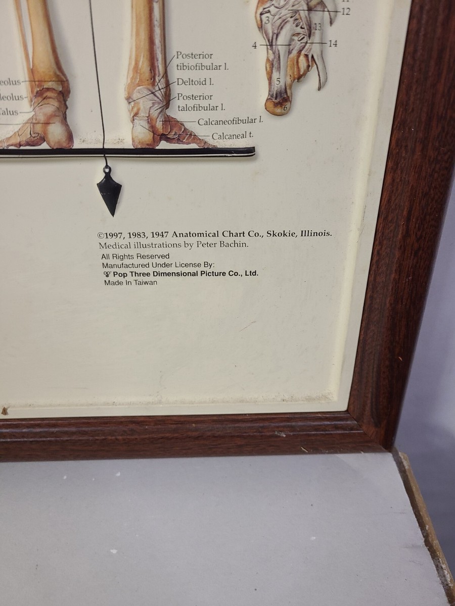 Vintage 1983 The Skeletal System Anatomical Chart Co. Chicago