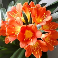 Live Clivia Miniata 2-4 yo Well Root Plant, Bush Lily, Orange Flowers, Evergreen