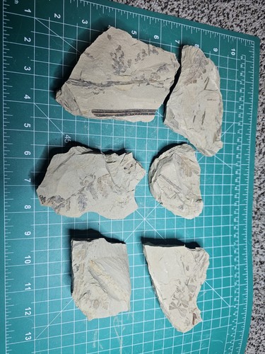 Unknown Plant Fossil 6 Pieces Amazing Detail