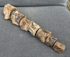 Mosasaur Vertebrae Column Fossil Bone Rare Creteceous Marine Reptile. Texas, USA