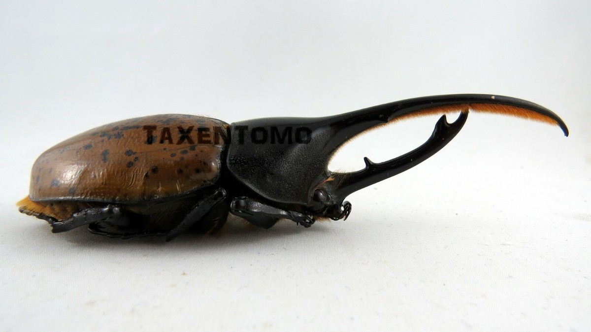 Hercules beetleです。③ Dynastes hercules lichyi (Hercules Beetle) 120mm REAL Insect