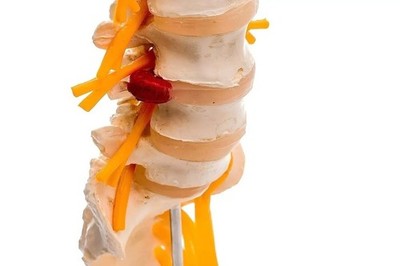 LUMBAR SACRUM SPINE MODEL For Demonstration & Orthopedic Use Anatomical Model