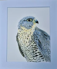 peregrine Falcon Limited Edition Fine Art Print 