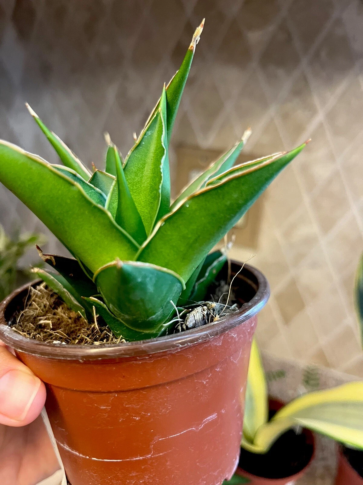 RARE Snake Plant Green Tower Sanservieria Live House Plant 4” Pot