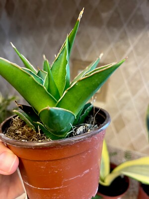 ceramic pots for indoor plants BEMAY 12