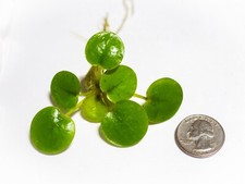 LARGE QUARTER Amazon FROGBIT live floating plants aquarium aquatic