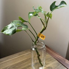 Mini Monstera Plant ‘Rhaphidophora Tetrasperma’ 35cm Tall ‘R9’
