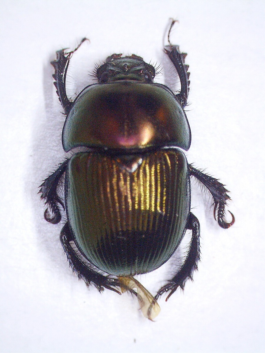 China Yunnan Cetoniinae s.p 23mm 【公式通販】