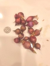 Egyptian Walking Onions 15 Bulbs