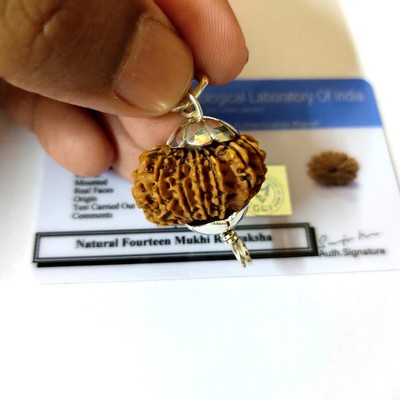 14 Mukhi Rudraksha Nepal Origin Lab Certified A+ Quality Silver plated Cap