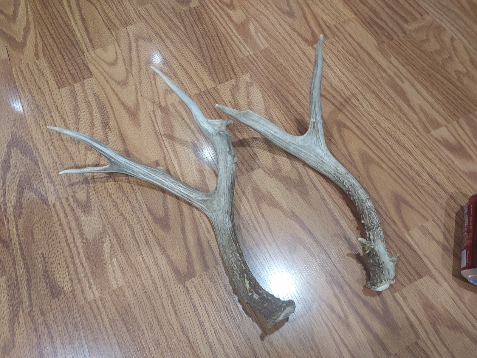 Mule Deer Antlers. Deer Sheds. Elk Antlers. Taxidermy. Crafts eBay