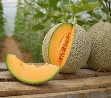 30 RARE Organic Sugar Kiss Cantaloupe Melon Seeds / Sweet  / Florida Grown 