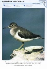 Sandpiper Bird Picture Pamphlet Foldout Reference Education Sheet Out of Print