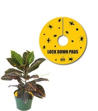 High Yields Lock Down Pads, 12", Pack OF 5 Sticky Traps SAVE $$ W/ BAY HYDRO $