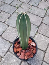 Columnar Cactus. Mexican Fence Post,  Marginatocereus marginatus Rooted Plant