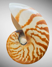 Chambered Nautilus Shell Specimen Brown & White Striped Approx. 151.5 mm
