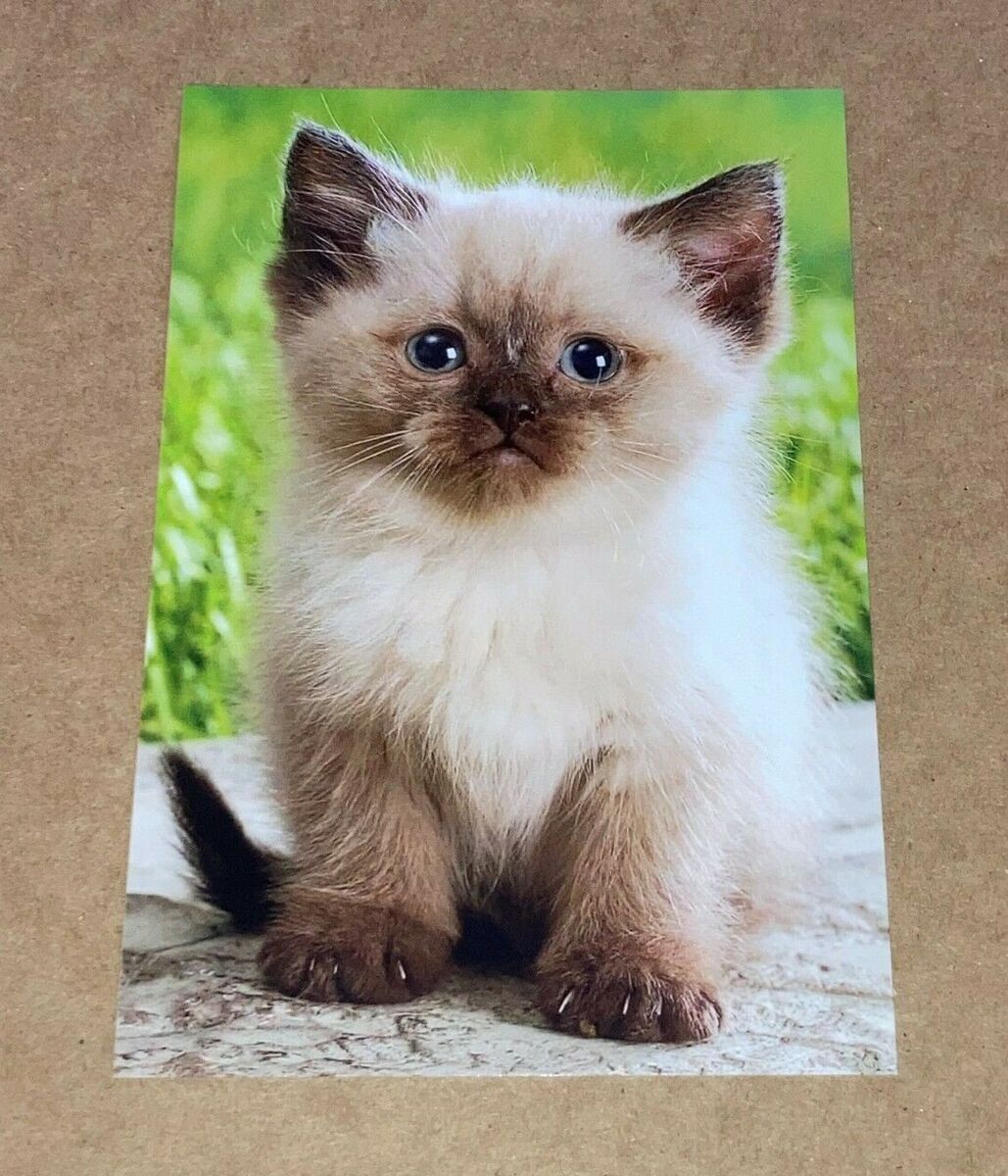 ANGRY CAT GLOSSY POSTER PICTURE PHOTO kitten kitties cute funny