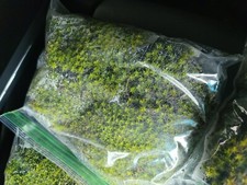 Live Star Moss, Live Plants, Healthy Naturally Grown, Dart Frog Reptiles 7"X7"  