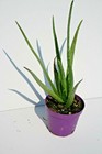 Foto 5 di 6