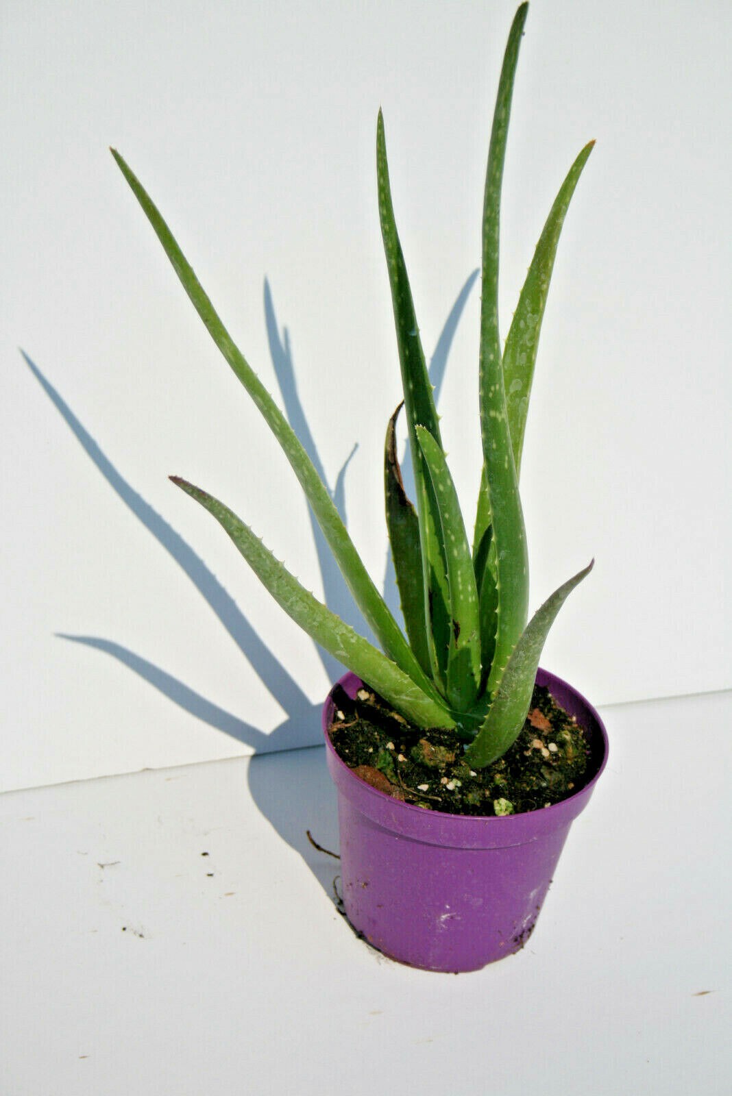 Foto 5 di 6