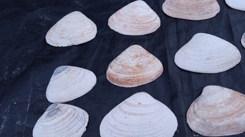 NEW JERSEY CLAM SHELLS ONE DOZEN SEA SHELLS ATLANTIC OCEAN JERSEY SHORE - Picture 6 of 10