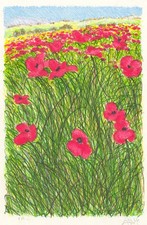 AZZINARI FRANCO - PAPAVERI IN PRIMO PIANO -2000 - SERIGRAFIA - GRAFICA