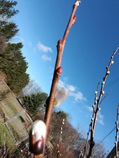 Pussy Willow White Tree Stems Salix discolor 5 piece lot  for planting 6-7 inch