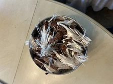 Common Milkweed Seeds 250+ Pack for Monarch Butterflies (10g) Free Shipping