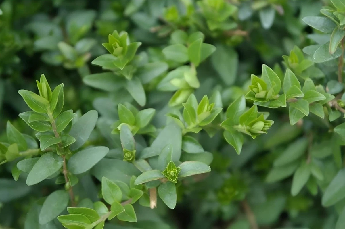 Lonicera Nitida Maigrn in Strauchpflanzen online kaufen | eBay.de