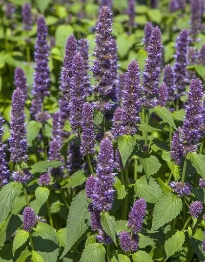 200+ Semillas de Hyssop Familia Menta Flores Azules Hierba Perenne Fragante EE. UU. Foto 2 de 2