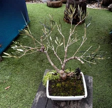 XXL 22 YEAR OLD OLIVE BONSAI TREE- 2 1/2 Inch Trunk