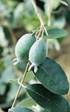 2 PACK PINEAPPLE GUAVA TREE PLANT GREENHOUSE BEST GIFT LIVE PLANT GUARANTEED