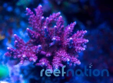 WWC Pink Lipstick Acro  **Special this week***