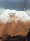 Vintage Wool Puppy Dog Baby Blanket Mid Century Modern Baby Textile — photo 4
