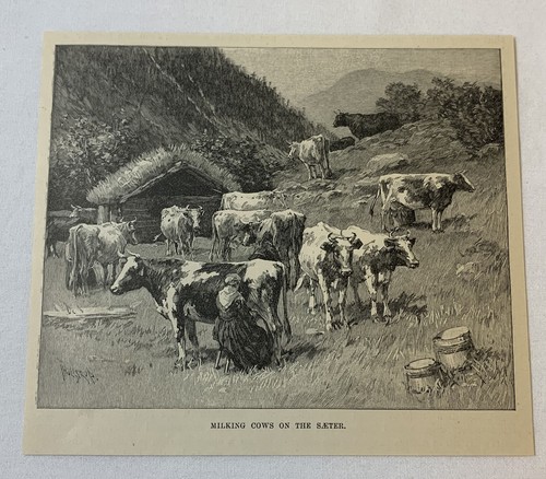 1889 magazine engraving ~ MILKING COWS ON THE SAETER Norway