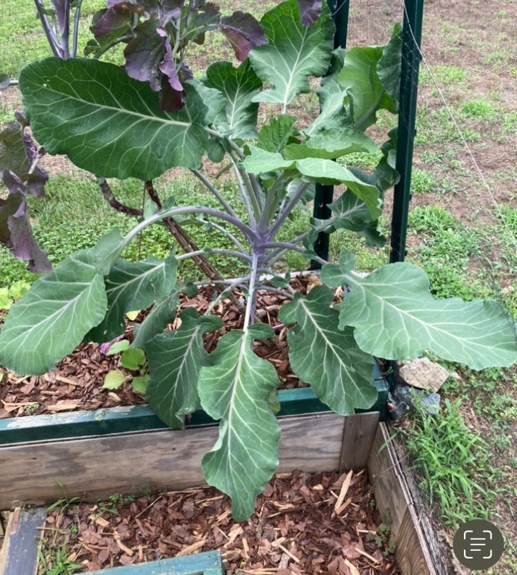 COLLARD GREEN (AFRICAN TREE COLLARD HYBRIDLONGHEAD)GIANT6 FOOT PLANTS50 SEEDS eBay