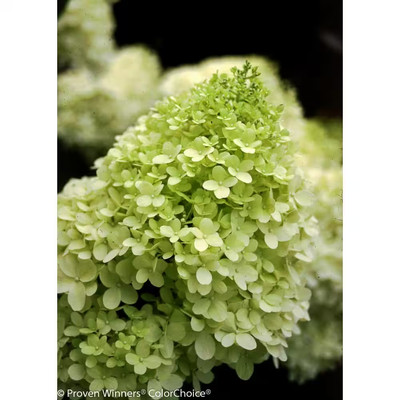 1 gal. limelight hardy hydrangea (paniculata) live shrub, green to pink flower