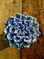 Echeveria Crispate Beauty | Large purple succulent plant in pot