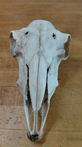 Sheep Skull Weathered. From Adult Hair Sheep.