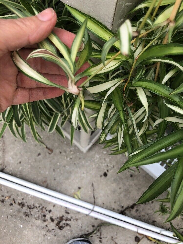 Spider Plant 'Hawaiian' - Evergreen Nursery