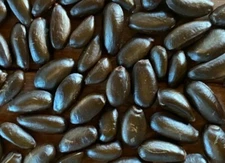 100 pcs Organic Sugar Apple Annona Thai Custard Apple Seeds Plant Fruit Tropical