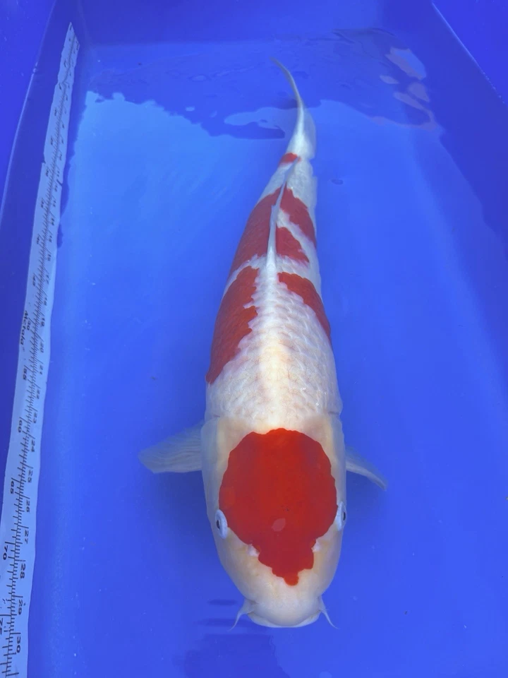 Kohaku 26”27” pulgadas Foto 2 de 4