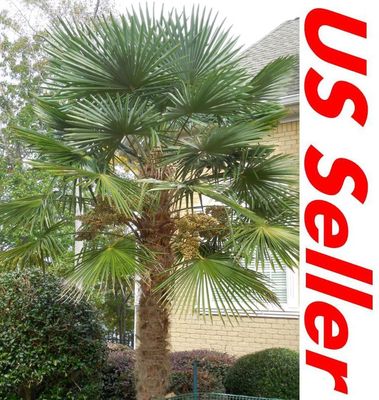 Windmill Palm Tree Seeds T31, Rare Cold Hardy Palm Seeds | eBay