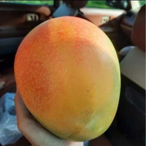 CUSTOM ORDER 6 GRAFTED PLANTS (MIX) Best Quality 100 Guarantee Fast