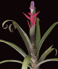 Aechmea  Red Bands  Exotic Banded Bromeliad Offset Rare Pattern