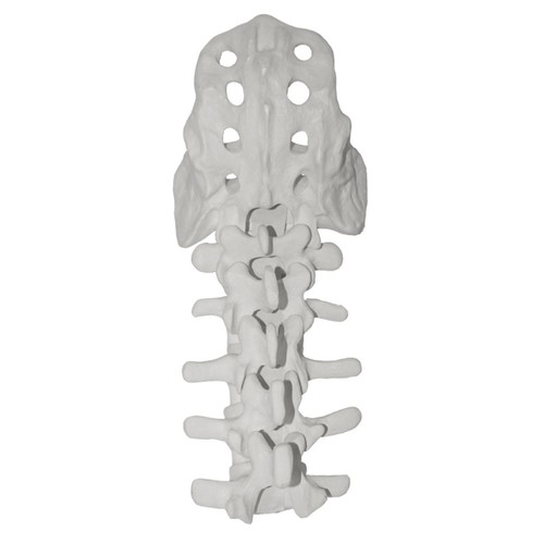 Human Lumbar Vertebrae Model with Sacrum for School Study Display Teaching Model - Picture 7 of 8