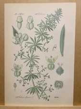 1886 ANTIQUE LITHOGRAPH ILLUSTRATION BOTANY FLOWER FLORA NATURE DECOR PICTURE...